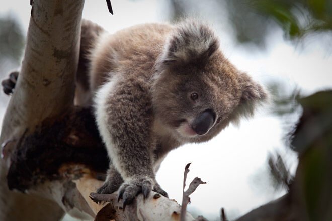 Koala Conservation Centre victoria