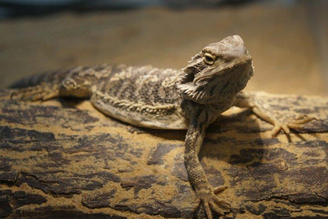 Kyabram Fauna Park lizard