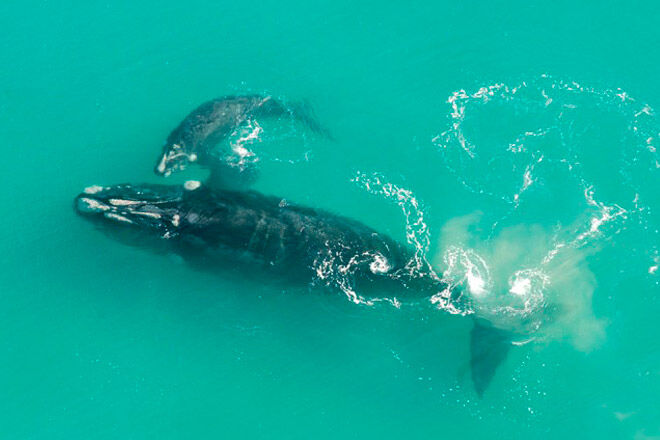 whales watching kid victoria humpback Logan's Beach Whale Viewing Platform