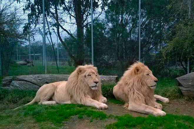 white lion mansfield zoo