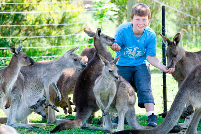  Maru Koala & Animal Park