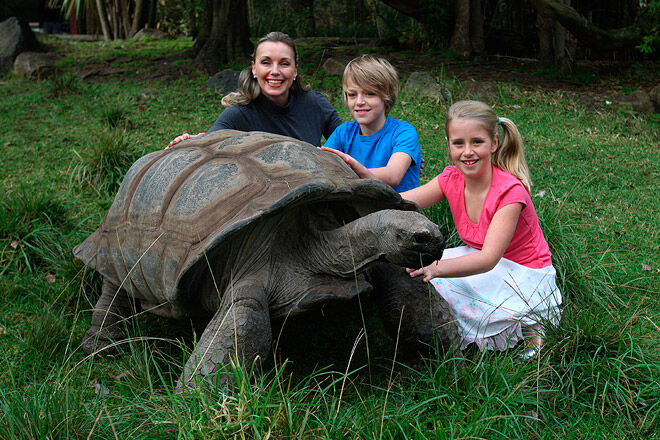 animal kid encounter tortoise victoria melbourne zoo