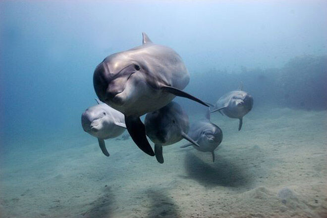 victoria kid dolphin sea underwater cruise animal Moonraker Dolphin Swims