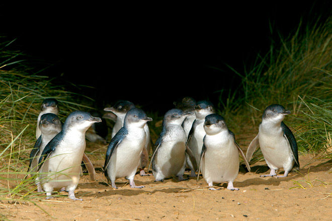 phillip island victoria kid penguins