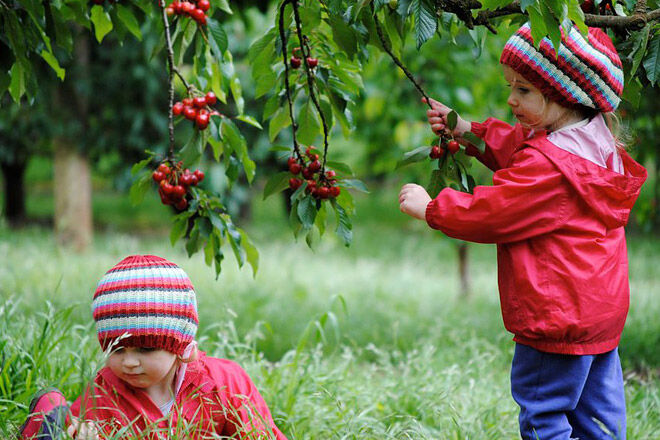pick fruit victoria kid cherry food farm