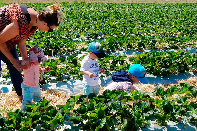 strawberries kids pick victoria food farm