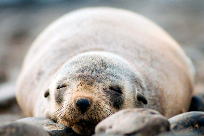 victoria phillip island kid seal cruise Wild Ocean EcoBoat Tour