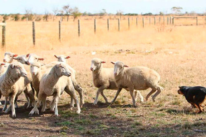 warrock working farm