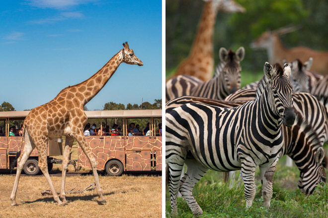 animal african kid victoria giraffe zebra safari Werribee Open Range Zoo