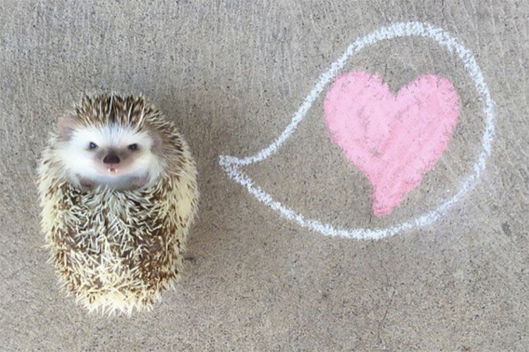 Huff the Hedgehog love