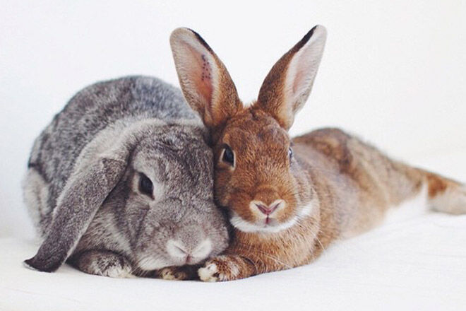 instagram rabbit bunny bunnies cute animal pet