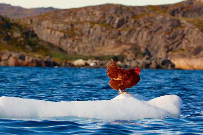 instagram travel sail boat pet chicken