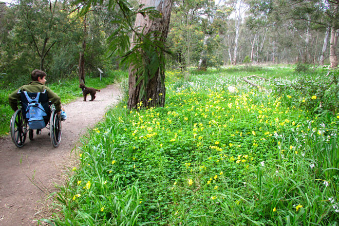 Bushland circuit trail, Yarra Bend Park, Kew