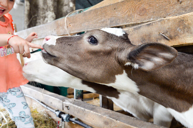 Farms near melbourne kids dairy cows