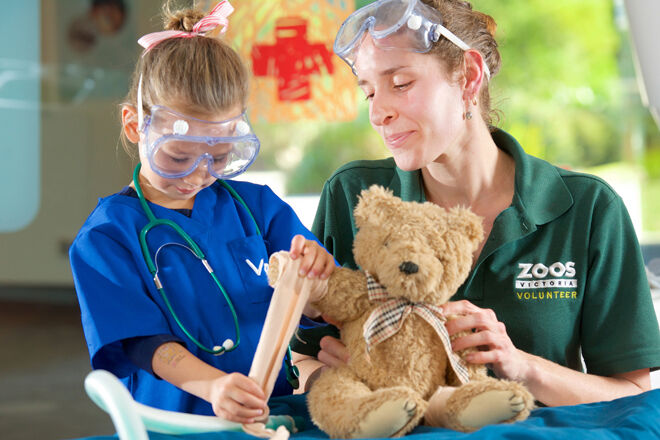 Teddy Vet Checks with volunteer Zoos Victoria1