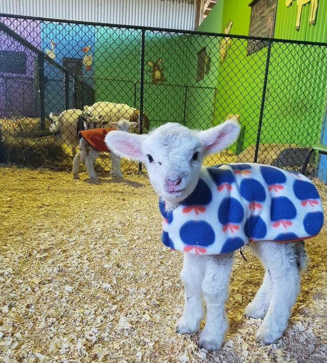 Chesterville Farm lambs in coats