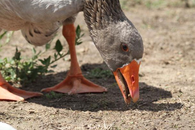 The Big Goose Childrens Farm