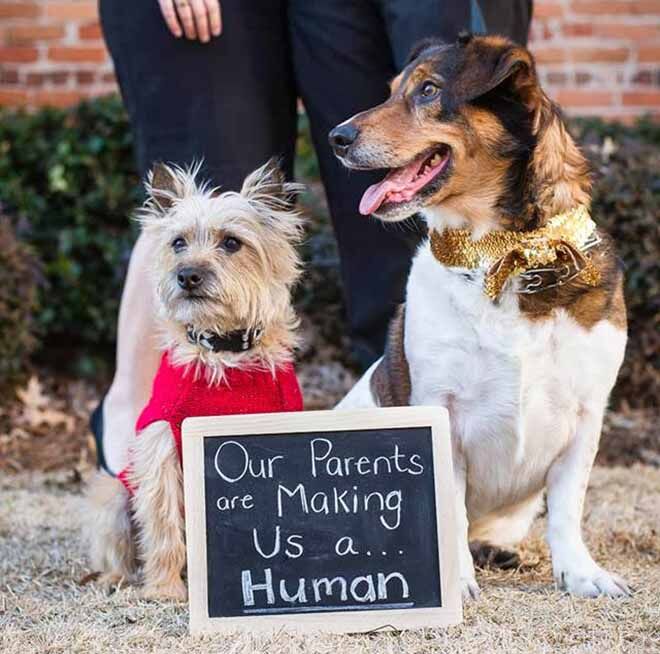 pregnancy announcement idea for couple with pet dogs 