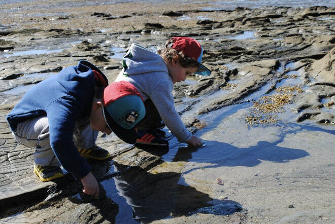 rockpooling Bunurong Marine Park Gippsland Victoria