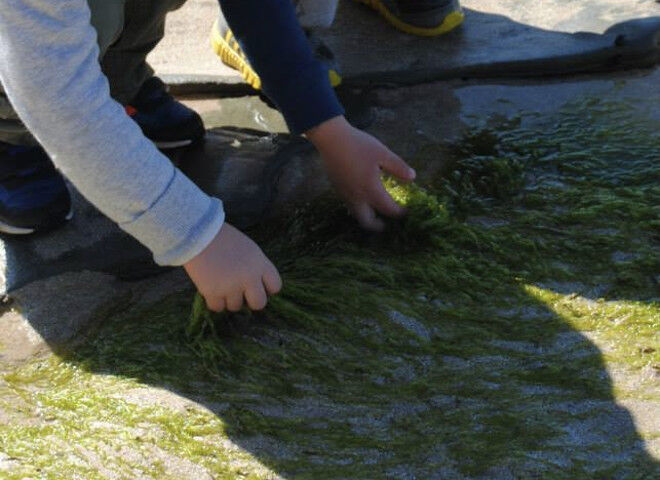 rockpooling in Australia with kids