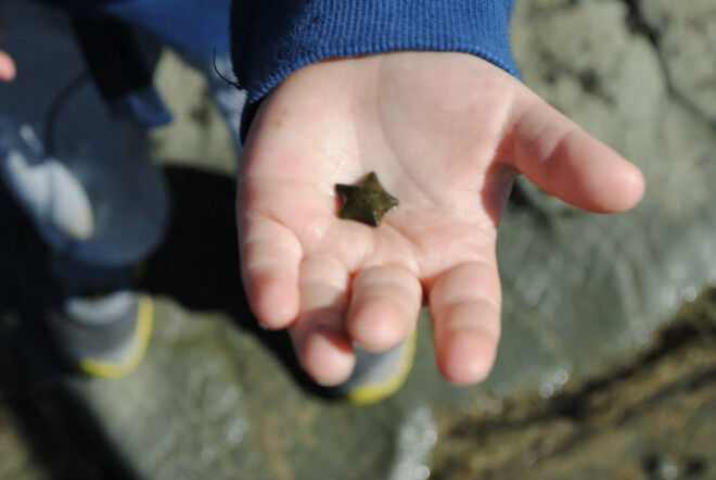 rockpooling Australia