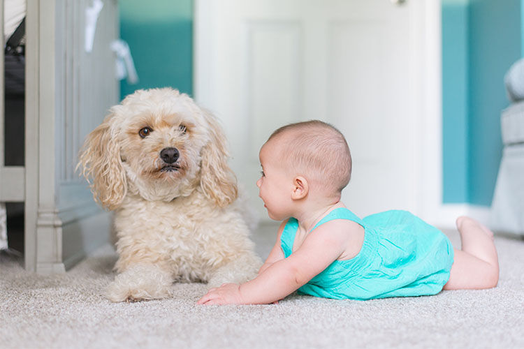 How to introduce a family dog to a baby