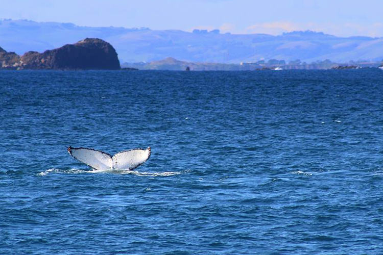 Philip Island Whale Festival