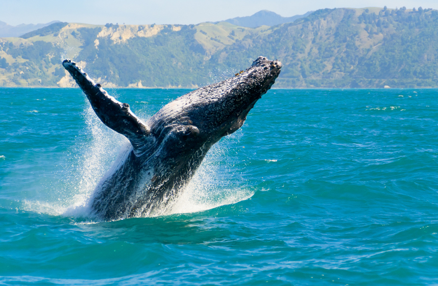 Whale watching in Apollo Bay, Victoria