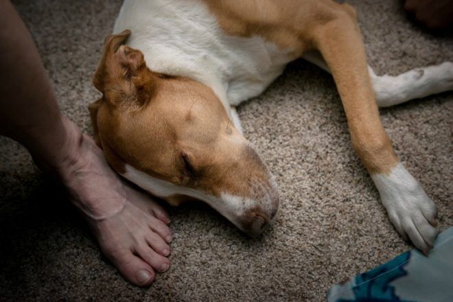 dog asleep on midwife's foot
