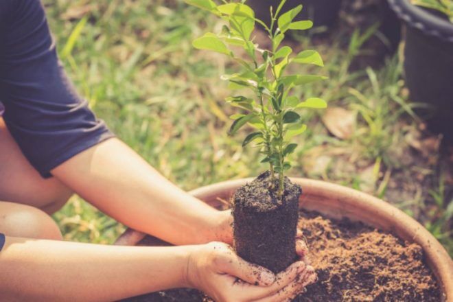 planting a tree on top of placenta