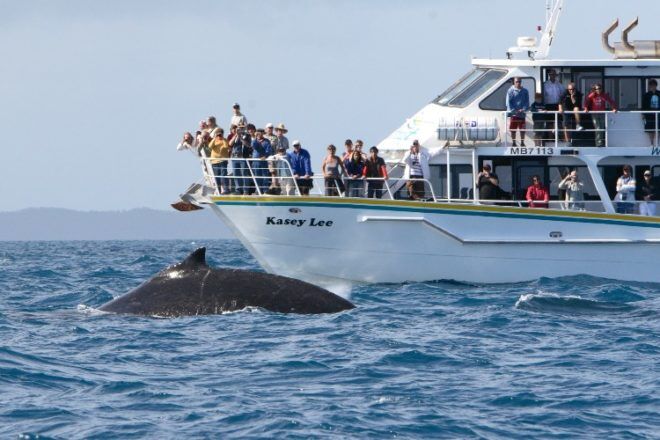 whale watching off boat on phillip island Island Whale Festival