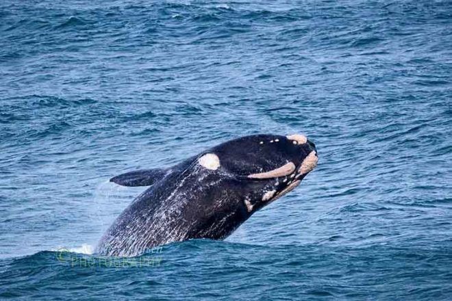 southern right whale Warrnambool