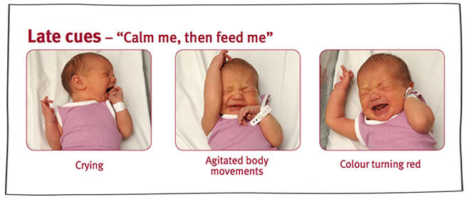 A visual guide to understanding a baby's hunger signs