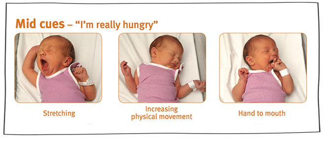 A visual guide to understanding a baby's hunger signs