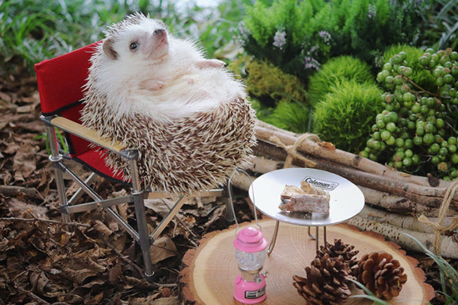 Azuki the Japanese pygmy hedgehog