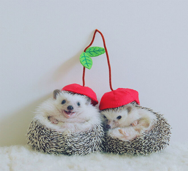 Azuki the Japanese pygmy hedgehog snuggling with a mate