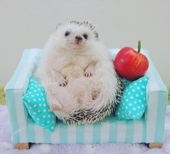 Azuki the Japanese pygmy hedgehog relaxing on the sofa
