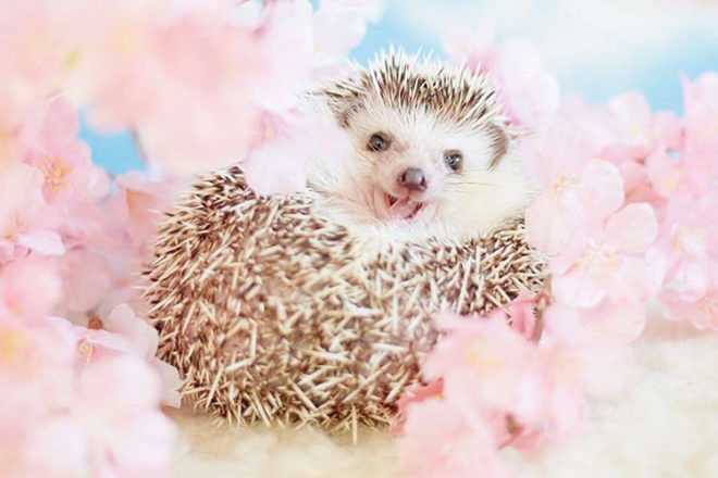 Azuki the Japanese pygmy hedgehog amongst the flowers