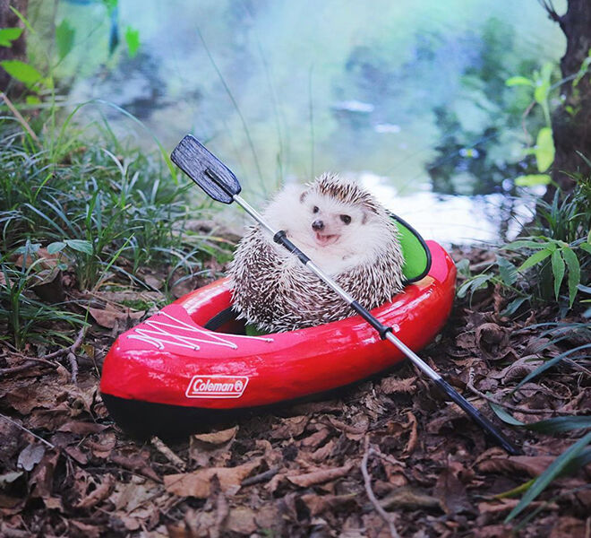 Azuki the Japanese pygmy hedgehog gone camping