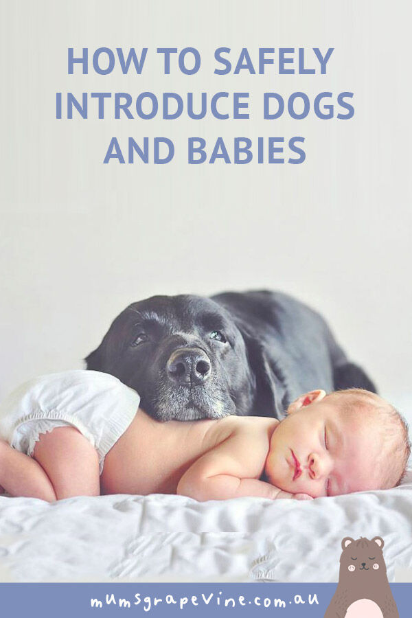 How to safely introduce your baby to dogs