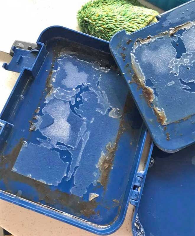 Mouldy bento box lunchbox