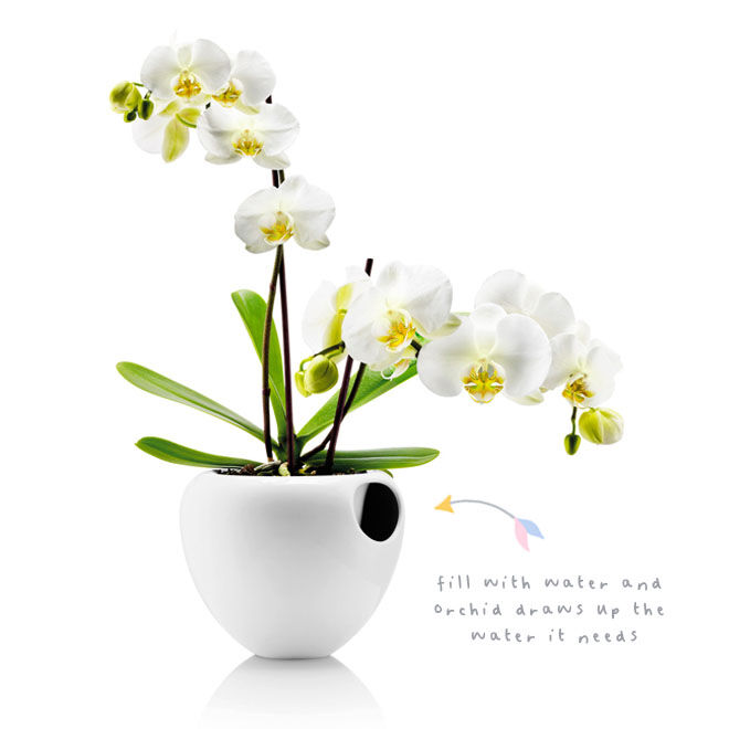 Self-watering orchid pot