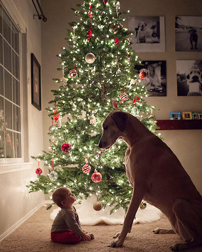 Baby's first Christmas photo with family dog