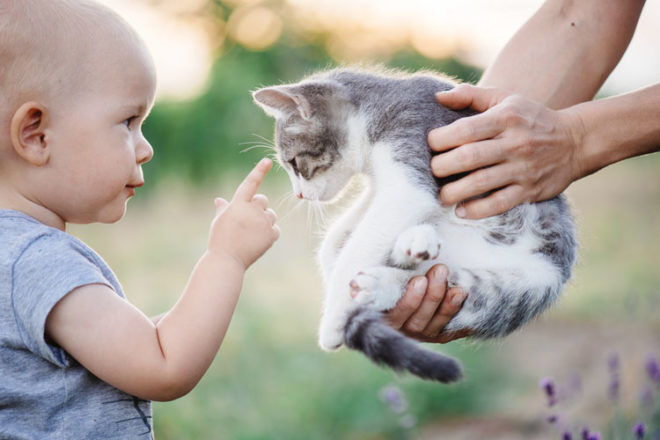 Prepare your cat for life with a baby | Mum's Grapevine