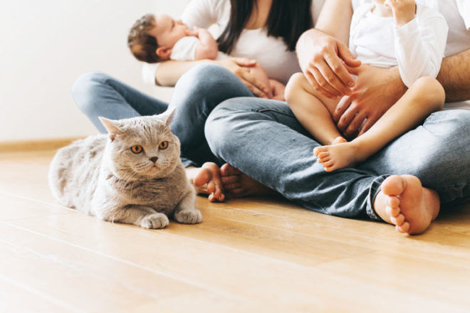 How to prepare your cat for your baby | Mum's Grapevine