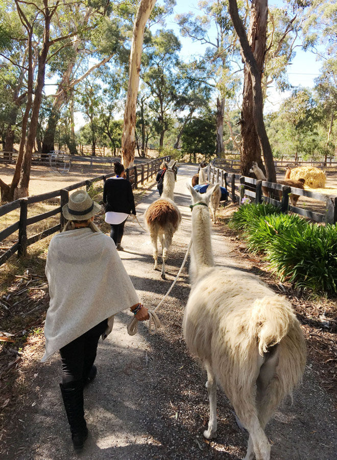 Walking trek with llamas at Hanging Rock