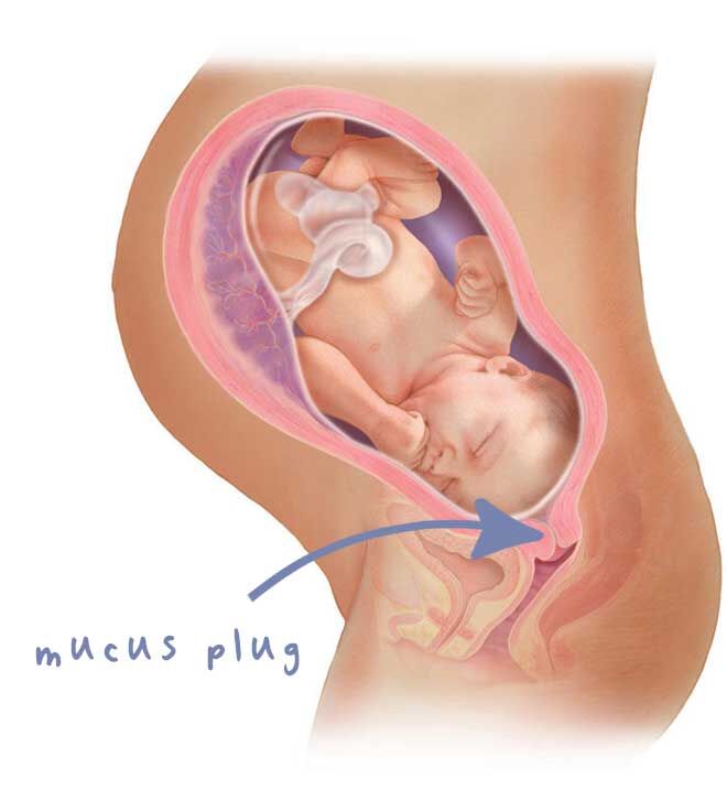 mucus plug pregnant