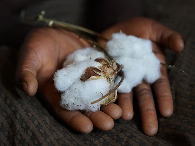 Cotton used for sanitary pads