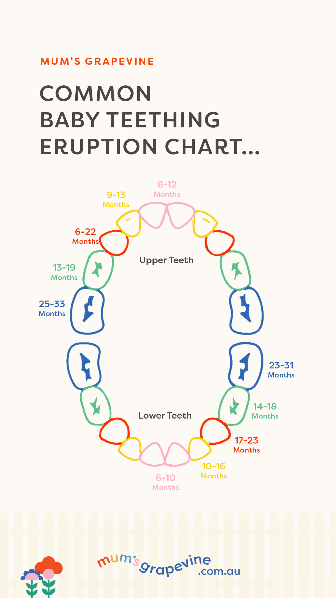 Illustration of baby milk teeth showing common teeth eruption chart