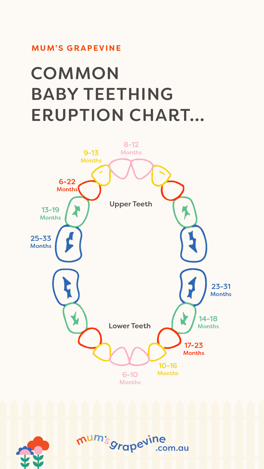 Teething eruptions chart